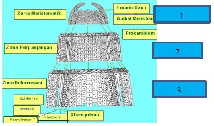 Lengkap - Soal Pertumbuhan dan Perkembangan Mapel Biologi Kelas 12 SMA