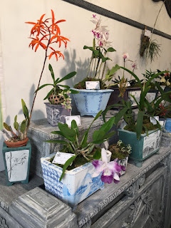 , Mostre primaverili: Horti di Veio e Monteporzio catone 2017, diarid'orchidee