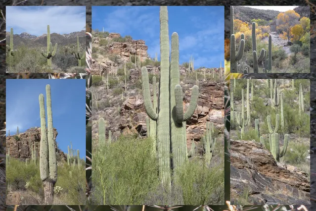 Fun Things to Do in Arizona - Collage of Saguaro Cacti in Saguaro National Park