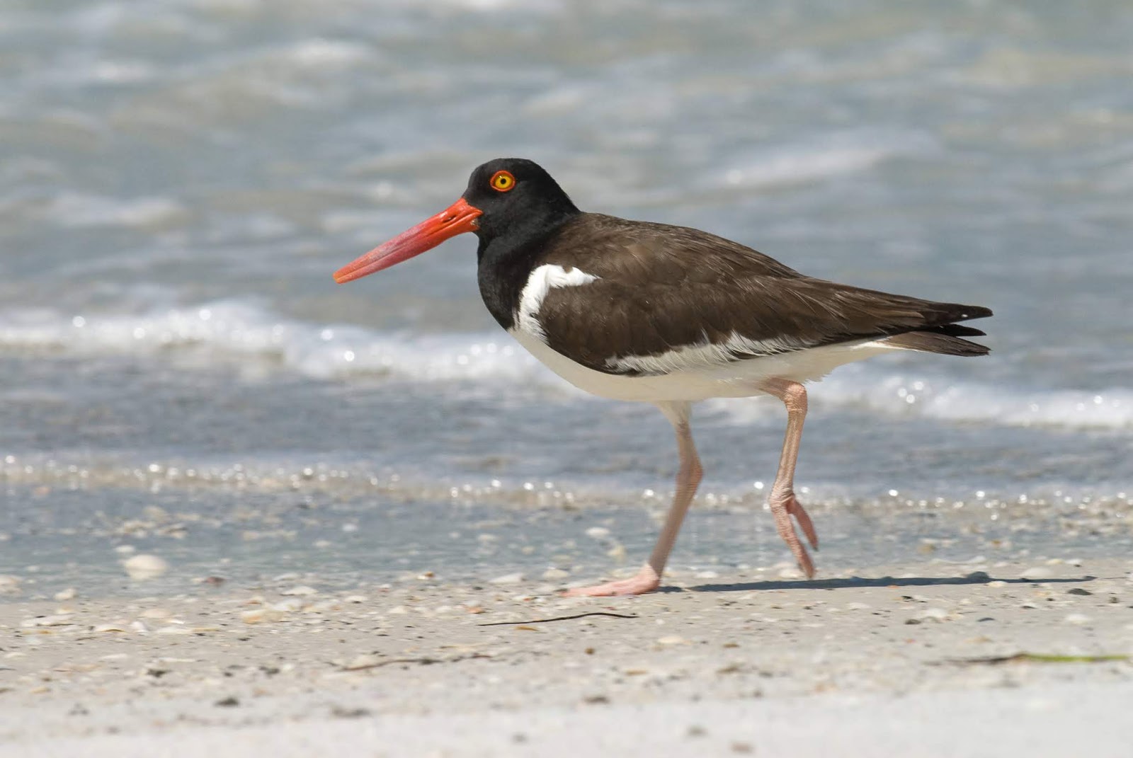 Virginia Water Radio Episode 488 (9219) The American Oystercatcher
