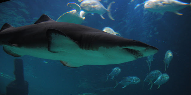 biggest shark in the world, biggest great white shark in the world, biggest shark in the world megalodon, biggest shark in the world 2019, biggest shark ever found, biggest shark in the world pictures, biggest shark in the world ever caught, biggest shark in the world ever, biggest shark in the world today, biggest shark in the world real,