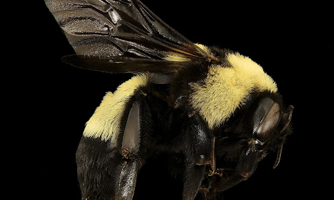 Amazing Health Benefits of Bee Sting