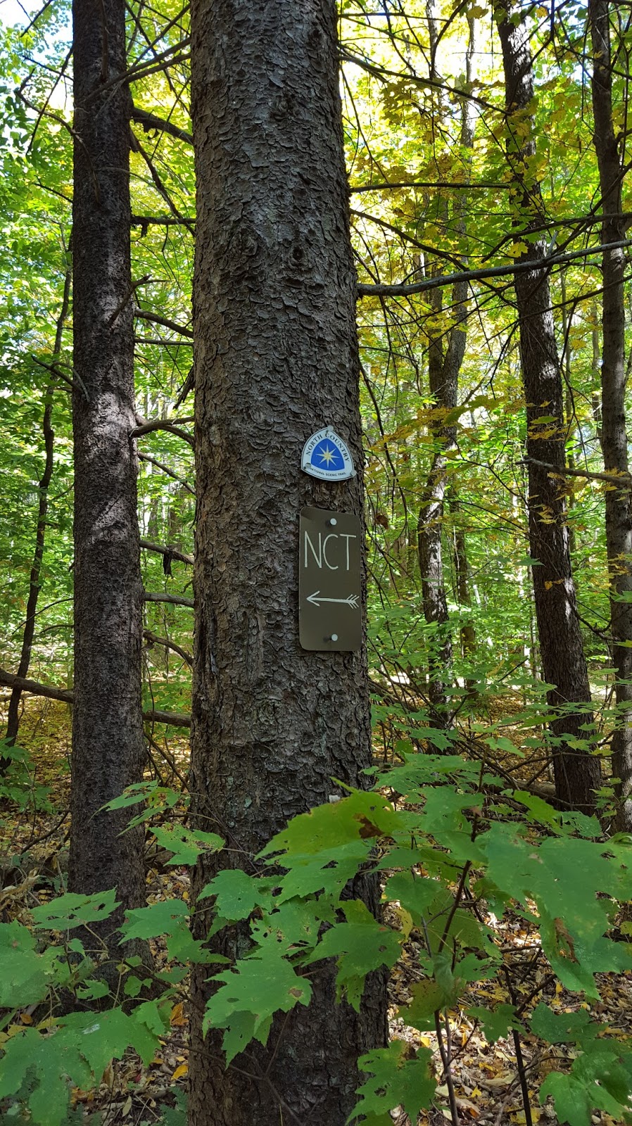 Sara Hikes... But Not Enough North Country Trail Stoney Brook Road