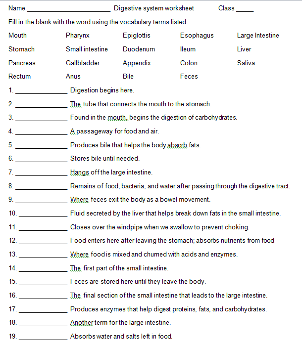 Science 7 Digestive System Vocabulary