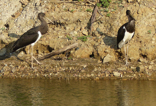 2 ejemplares jóvenes de cigüeña negra en las orillas del Río Bembézar .