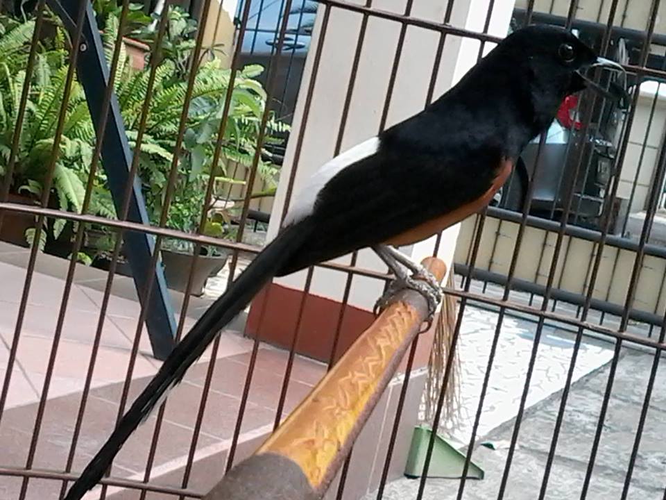 Reog28 Bird Farm Ponorogo Sediakan Anakan Murai Batu Berkualitas