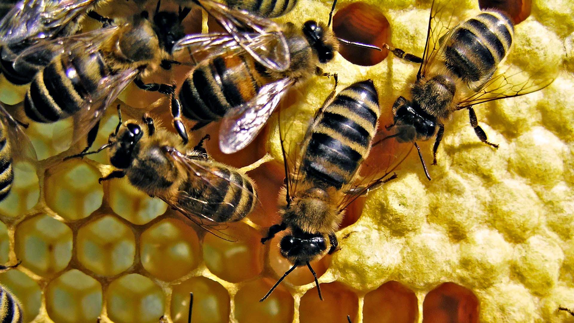 Importance of Bee Keeping