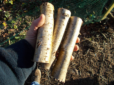 Short pegs sawn from logs How to keep weeds out of your allotment 80 Minute Allotment Green Fingered Blog