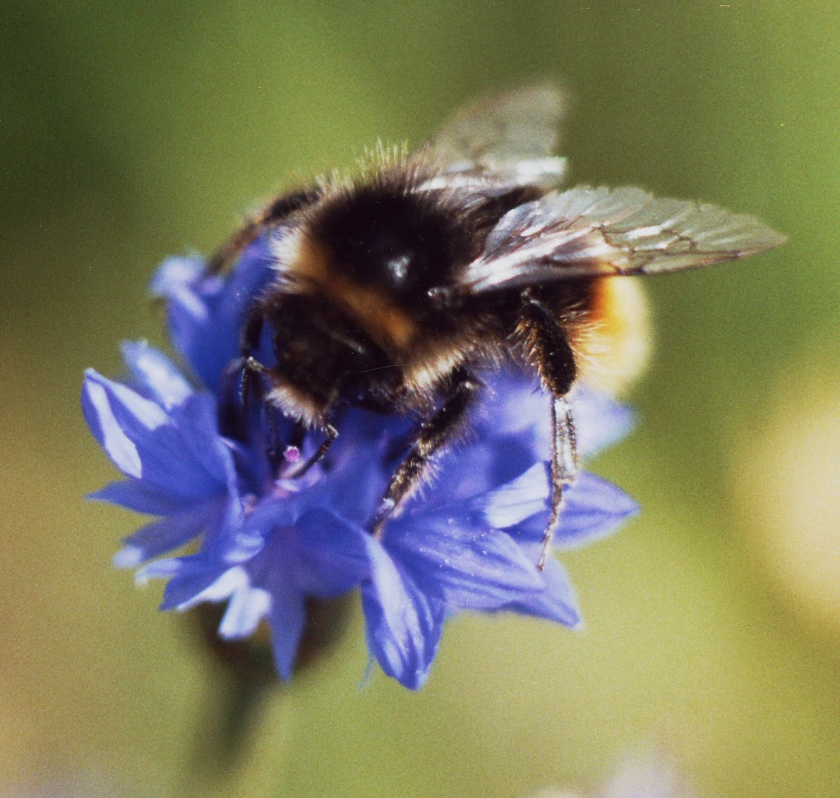 English Plants WILDFLOWERS FOR BEES