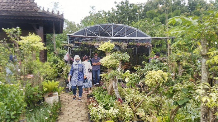 Borong Bunga Bunga Cantik Di Pasar Tanaman Pingli Di Ungaran