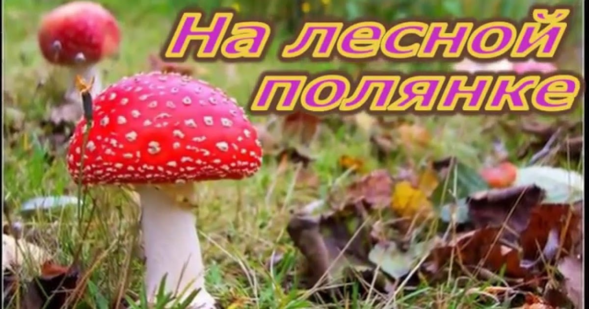 Слова жили были мухоморы под зеленою сосной. Грибы ноты. Песня про мухоморы. Песня жили были мухоморы под зеленою сосной. Песня жили были мухоморы под зеленою сосной.
