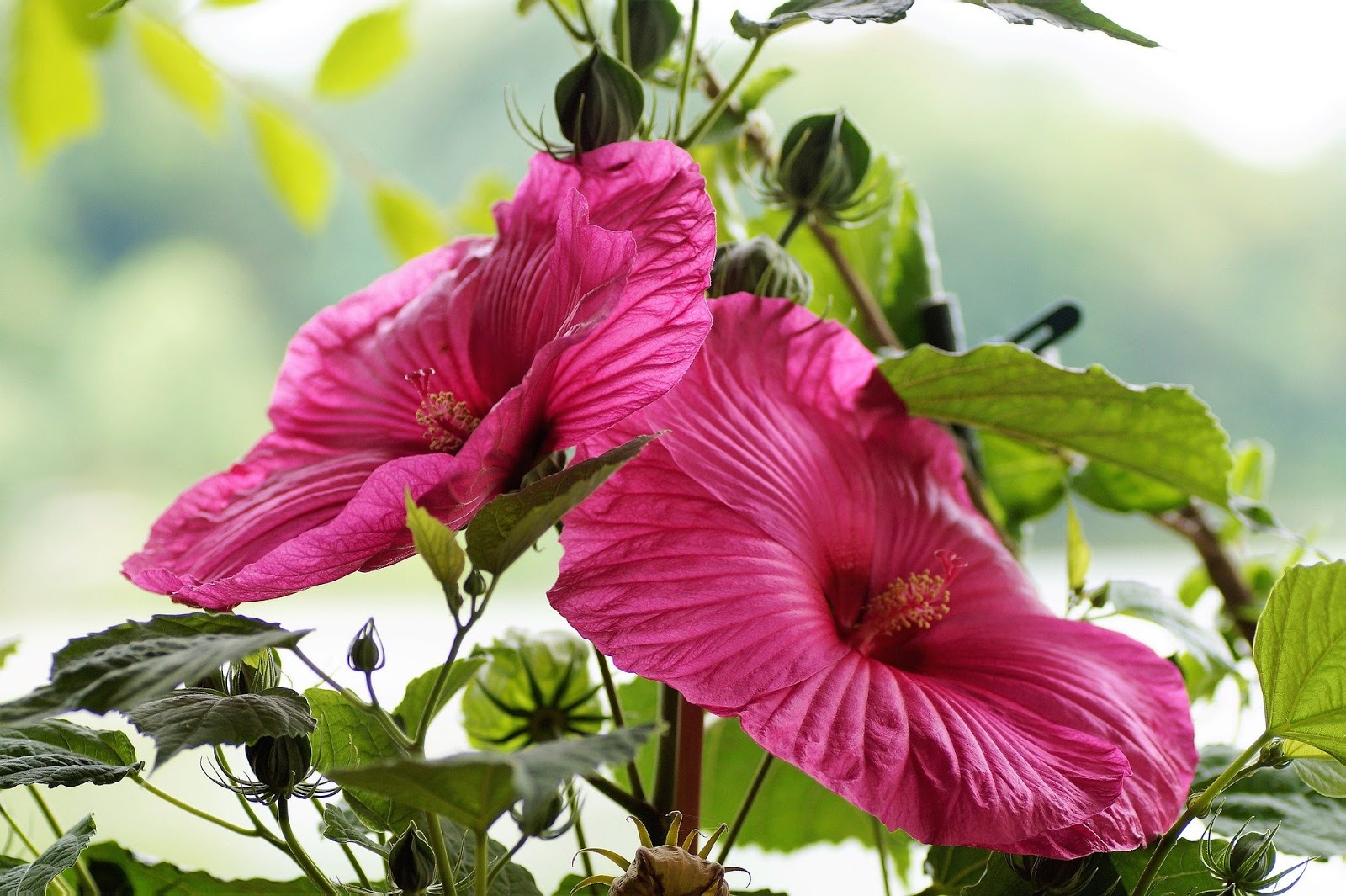 Keren 30 Gambar Bunga Sepatu Lengkap - Galeri Bunga HD