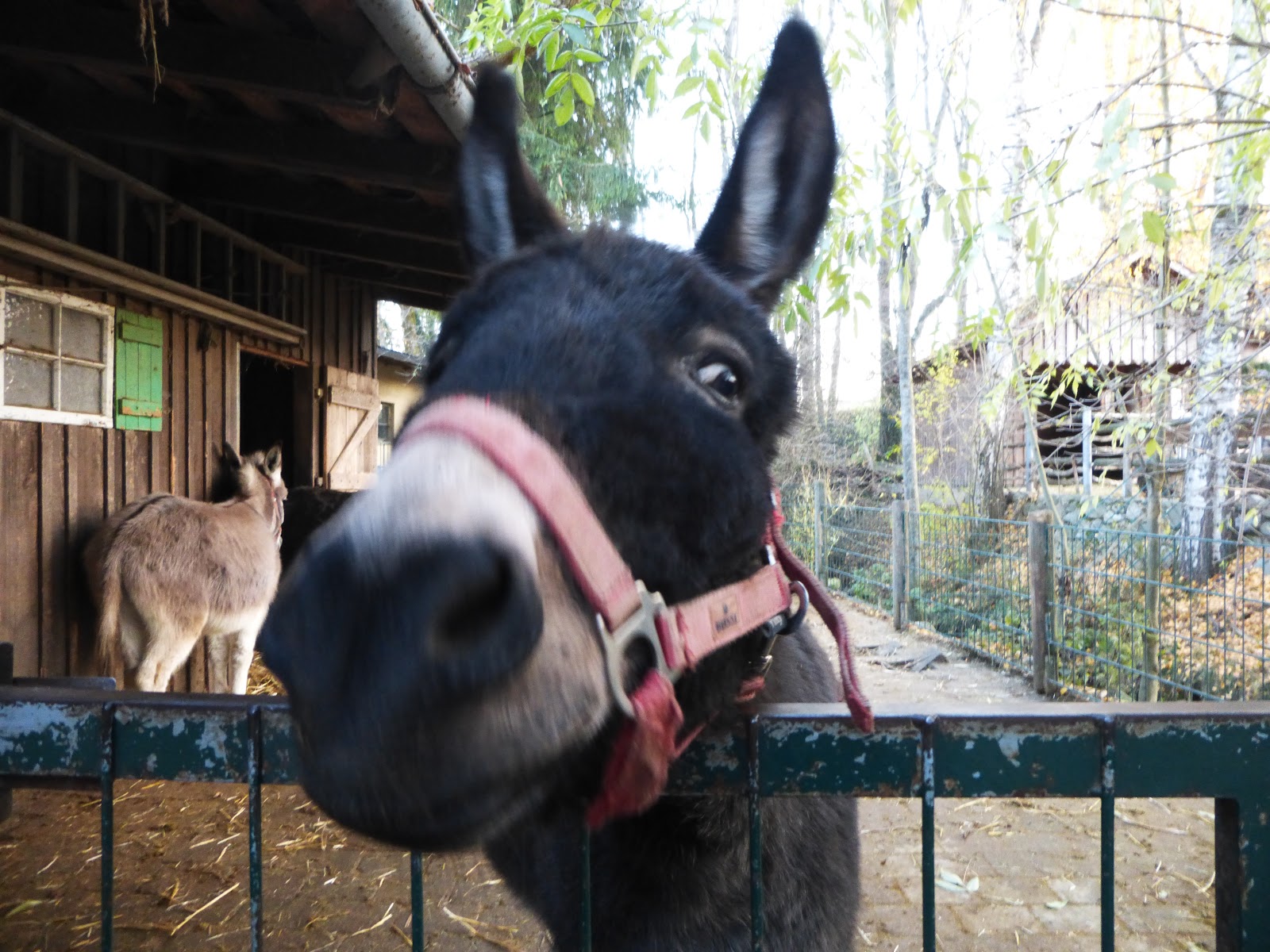 Die Erbarmlichen Leistungen Der Barmer Gek 18