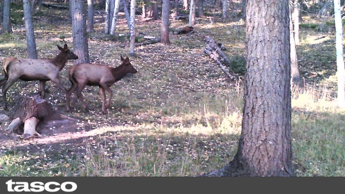McElmurray's Mountain Retreat! Trail Camera Photos of Elk.