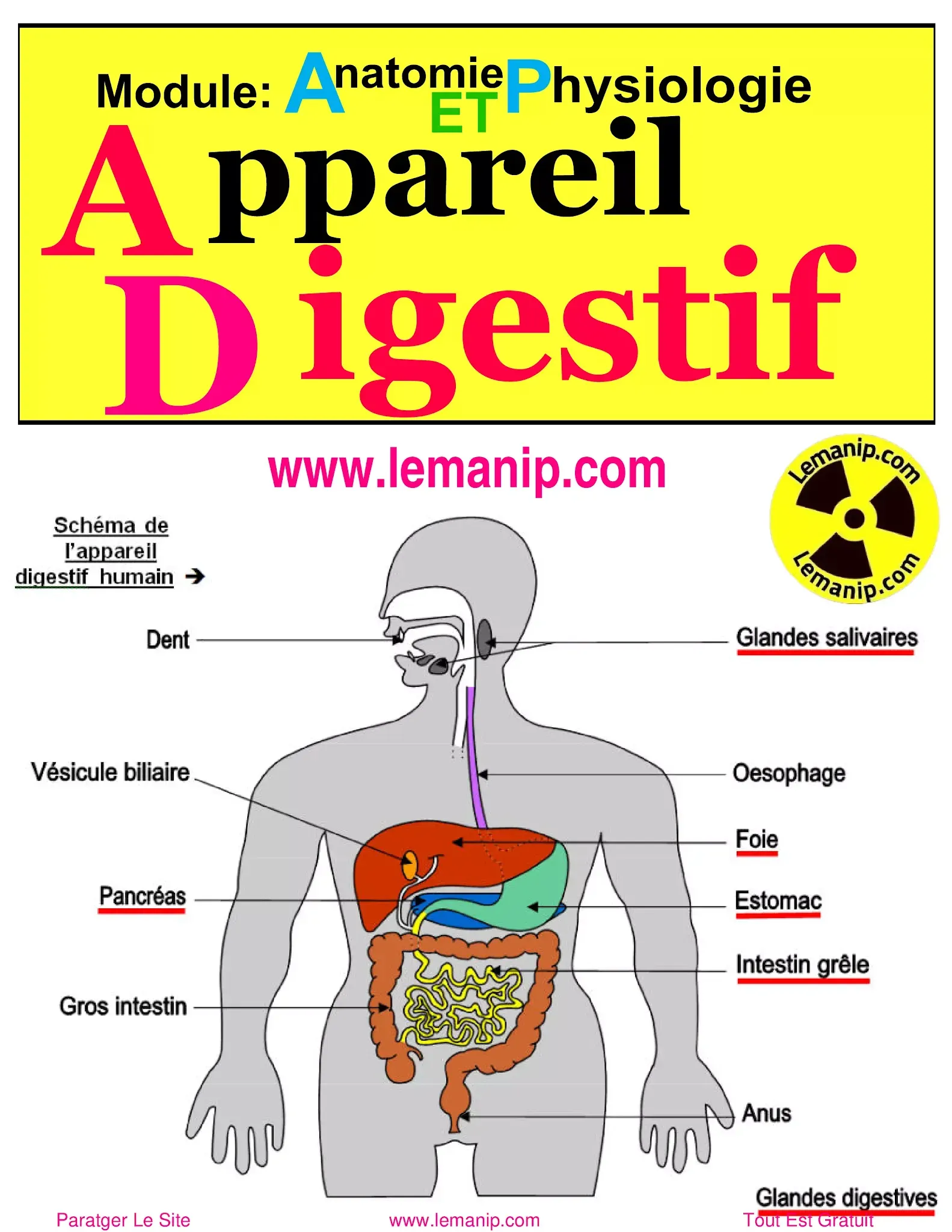 appareil digestif schéma