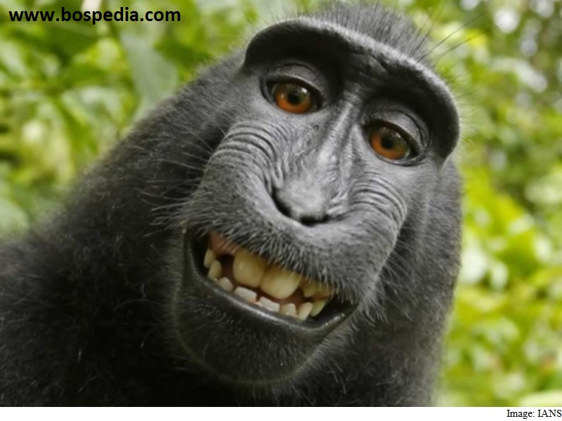 Aturan Monyet Selfie Tidak Memiliki Hak Cipta Foto Bospedia
