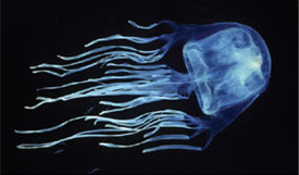animales peligrosos 2014: Medusa cubozoa