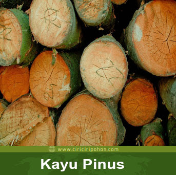 ciri ciri pohon kayu pinus