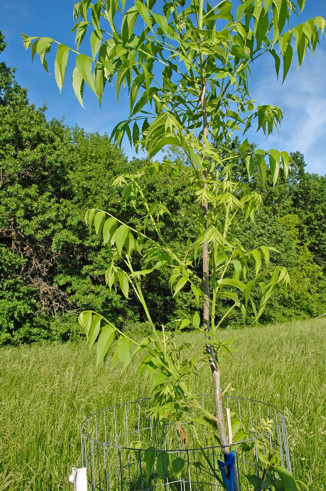 Northern Pecans: Directive pruning young pecan trees