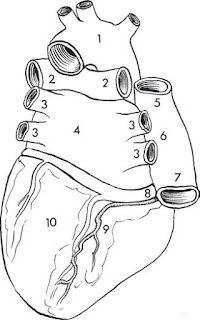 Posterior view of the heart