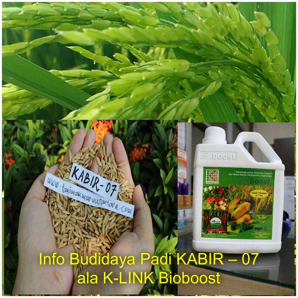 Info Budidaya Padi Kabir 07 Ala K Link Bioboost Tani Makmur