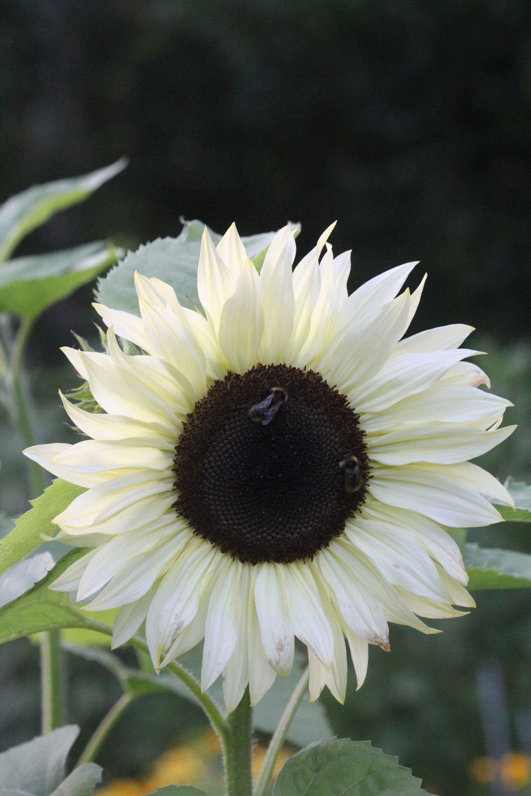 Pin Af Molly Bruun Pa Fri Jord Vilde Blomster Okseoje
