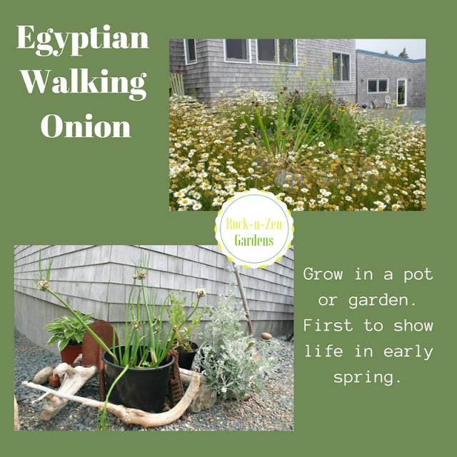 Egyptian Walking Onions