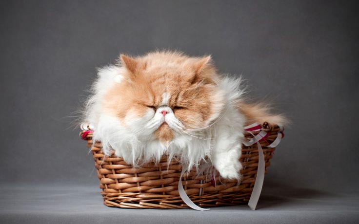 Gambar Foto Kucing Persia Lucu Imut Kata Ter