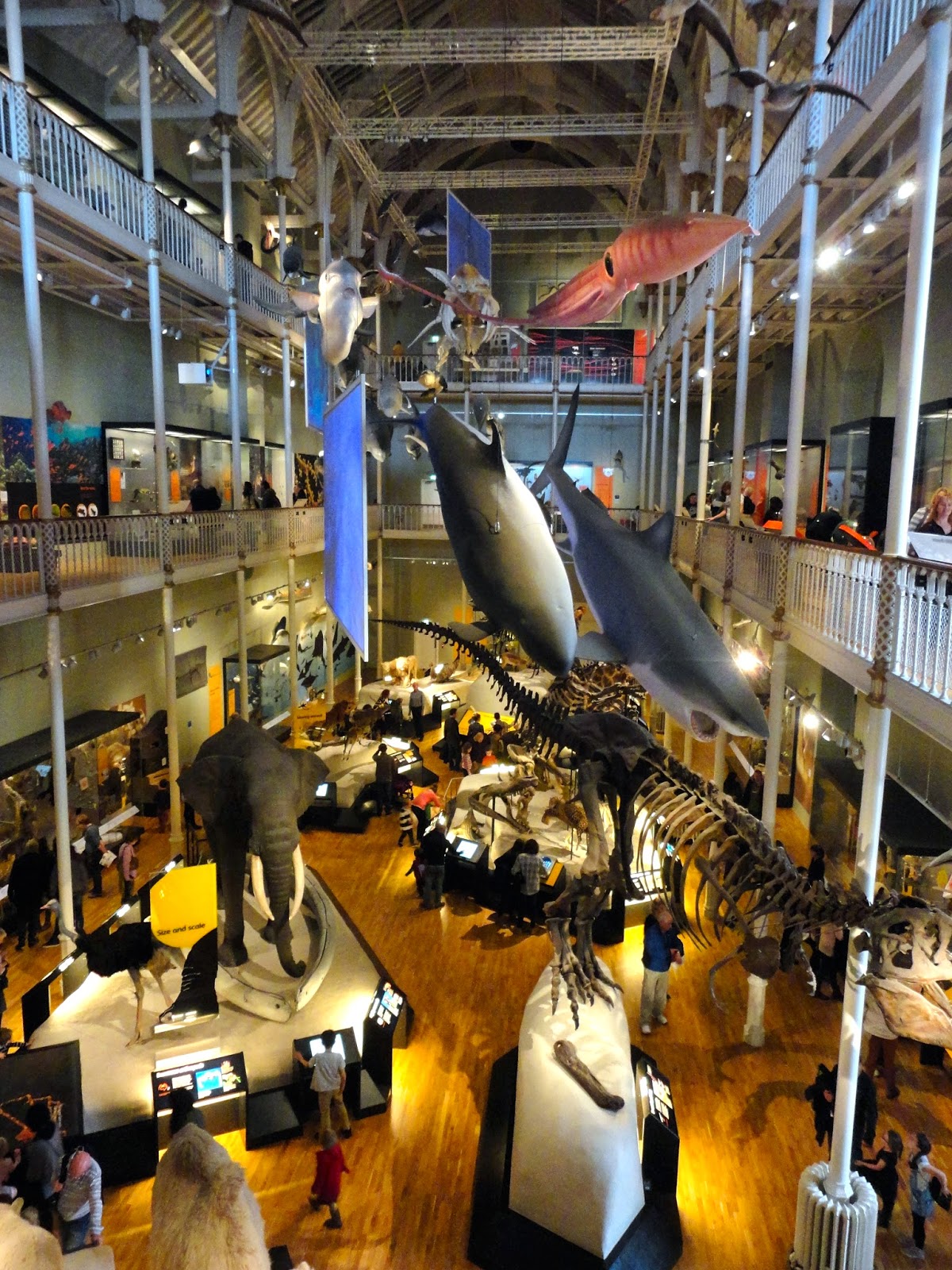 Natural History hall in the National Museum of Scotland, Edinburgh
