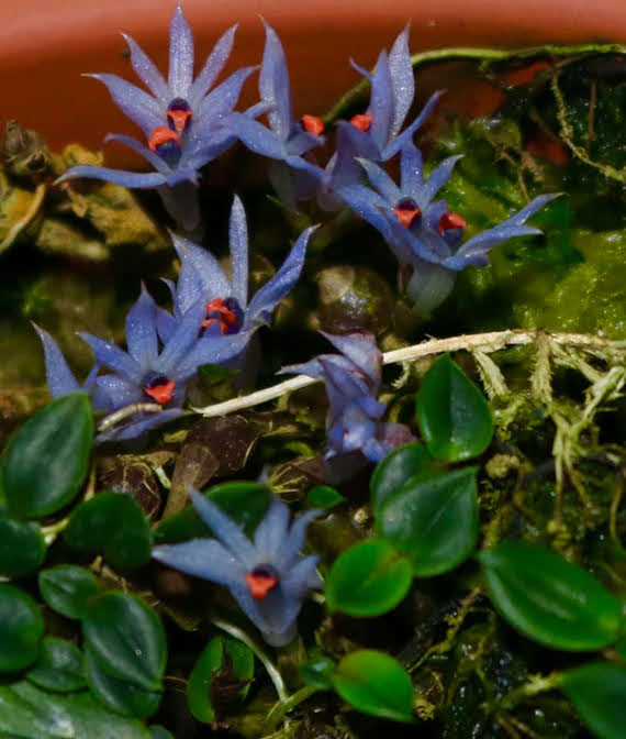 Dendrobium parvulum