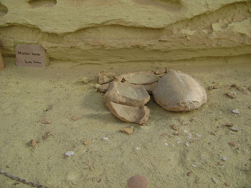 وادي الحيتان - حياة بحرية في قلب الصحراء