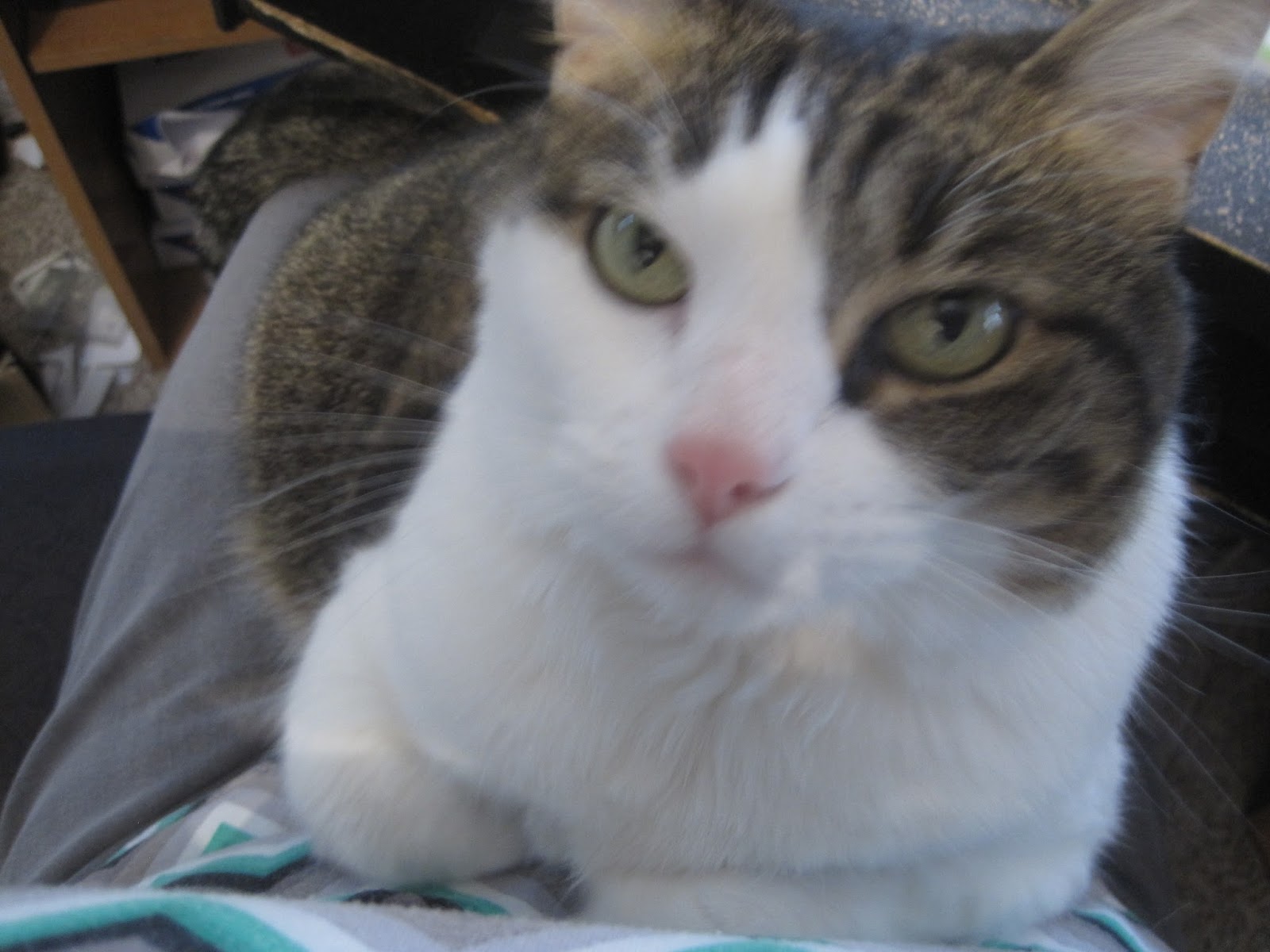 Beer Lahai Roi May 2017