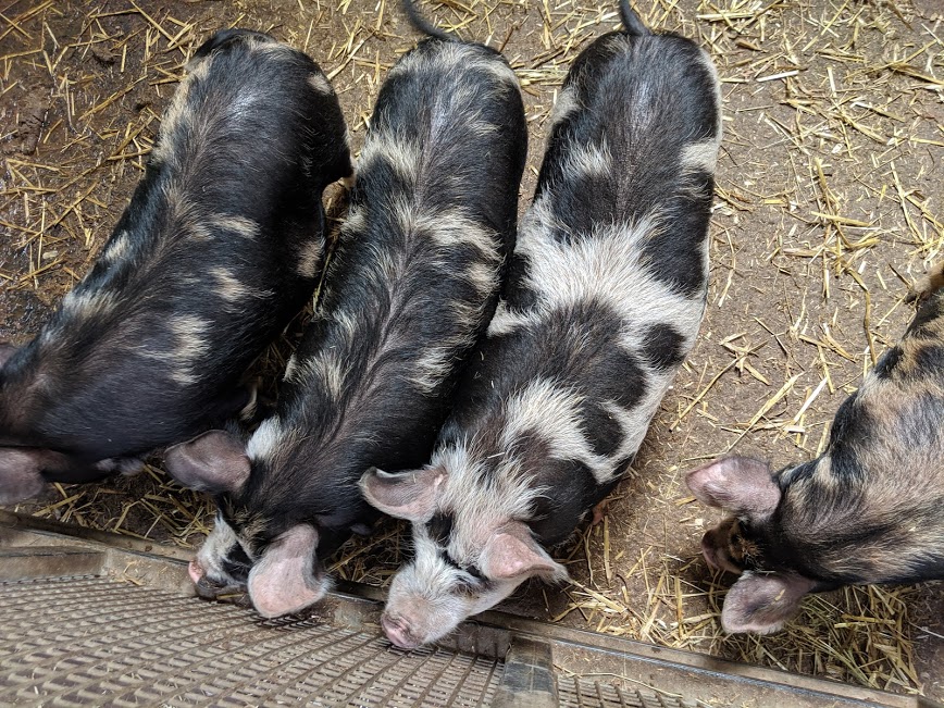 11 Fun Date Ideas in Newcastle Upon Tyne - pigs at ouseburn farm