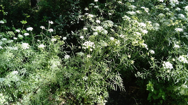 Anís (Pimpinella anisum L.).