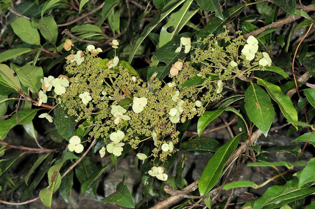 Hydrangea Robusta Care And Culture Travaldo S Blog