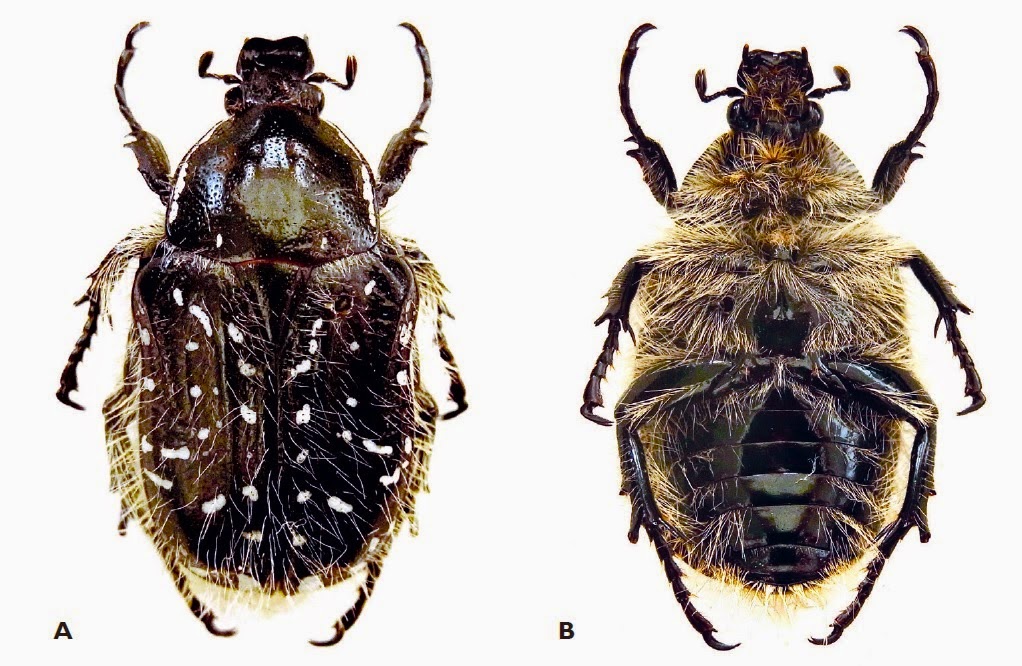 http://sciencythoughts.blogspot.co.uk/2014/08/a-new-species-of-scarab-beetle-from.html