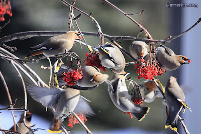 Bohemian waxwing - Bombycilla garrulus