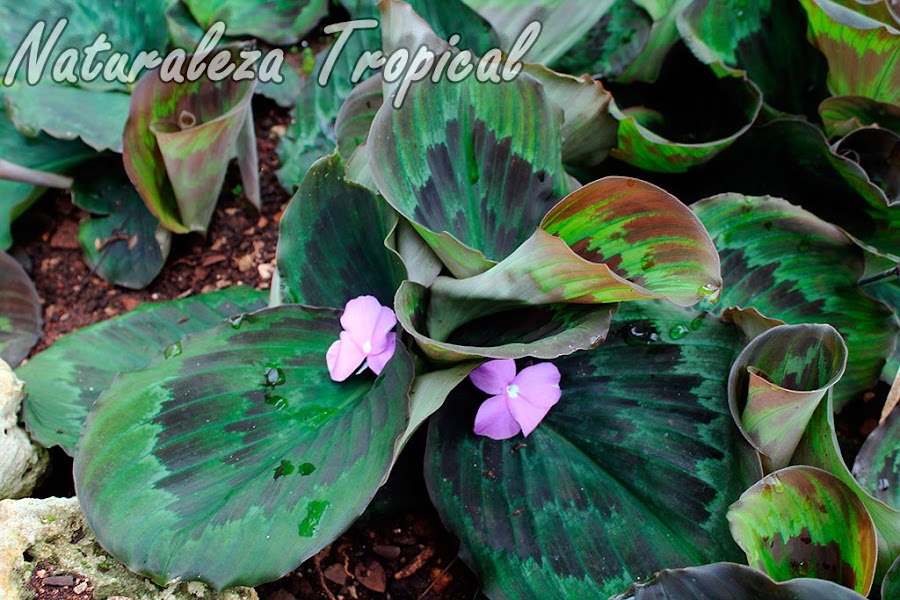 Vista de la planta Violeta de Asia, Kaempferia elegans