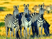 Zebra HD