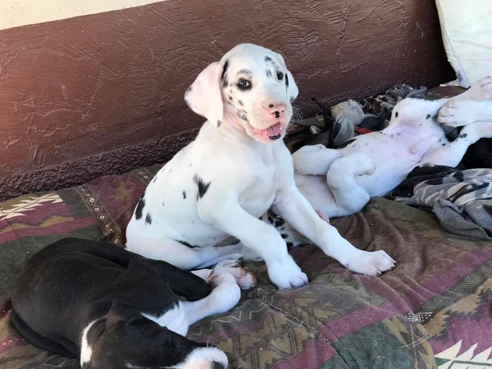 white harlequin great dane