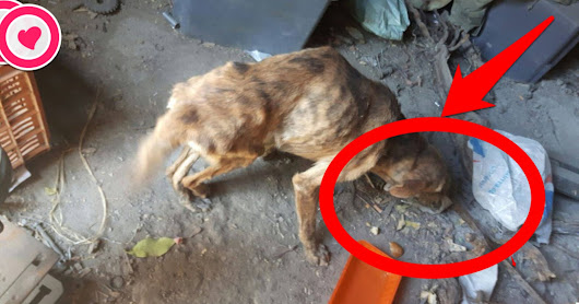 Woman Rescues A Stray Dog With A Broken Spine And Changes His Life Forever