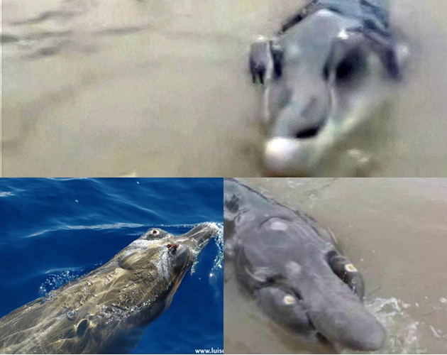 Subhanallah! Hewan Aneh Berkepala Mirip Buaya yang Cacat, Hewan Apa ya Kira-Kira?