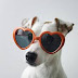 dog with glasses - Beautiful Dogs Wearing Glasses pictures