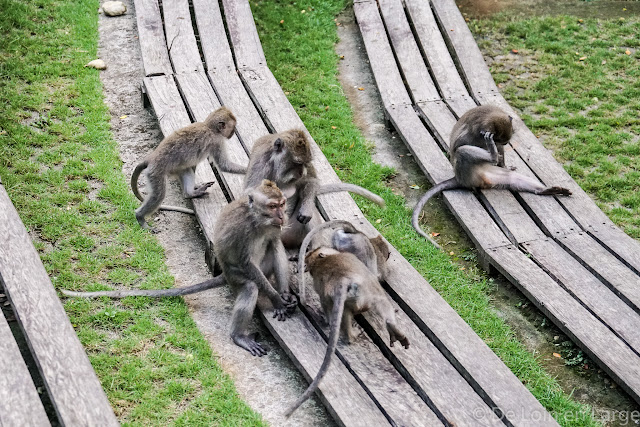 Monkey Forest - Ubud - Bali