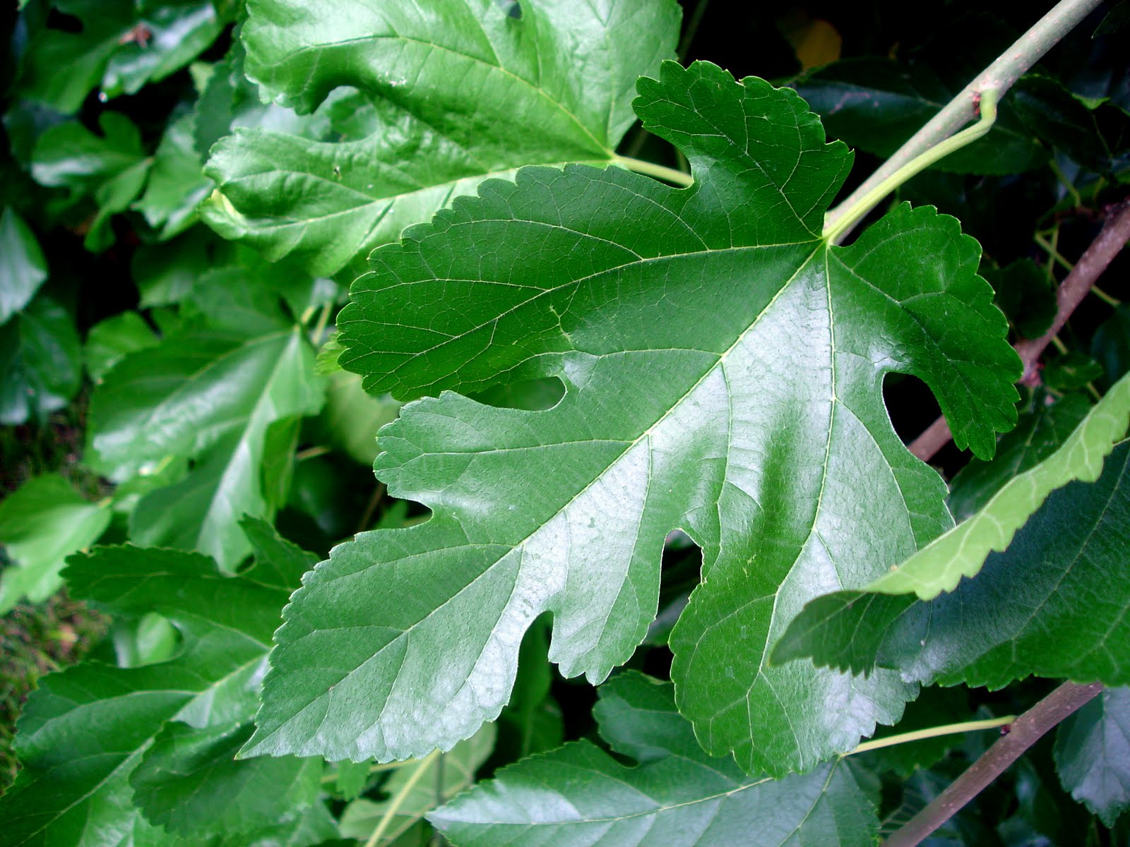 woman with wings: mulberry leaves