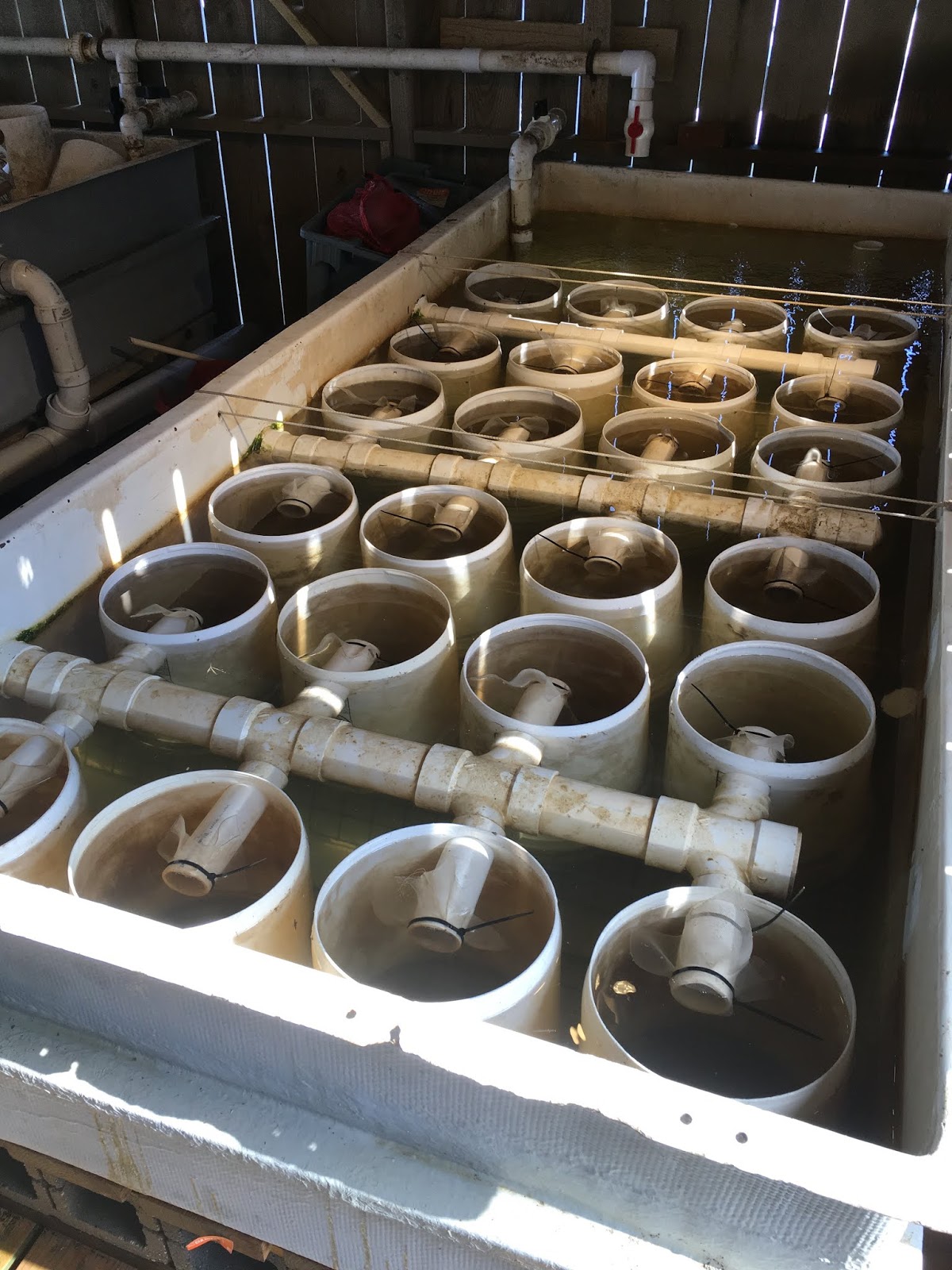 THE OYSTER IS OUR WORLD UPWELLING AND UPWELLERS