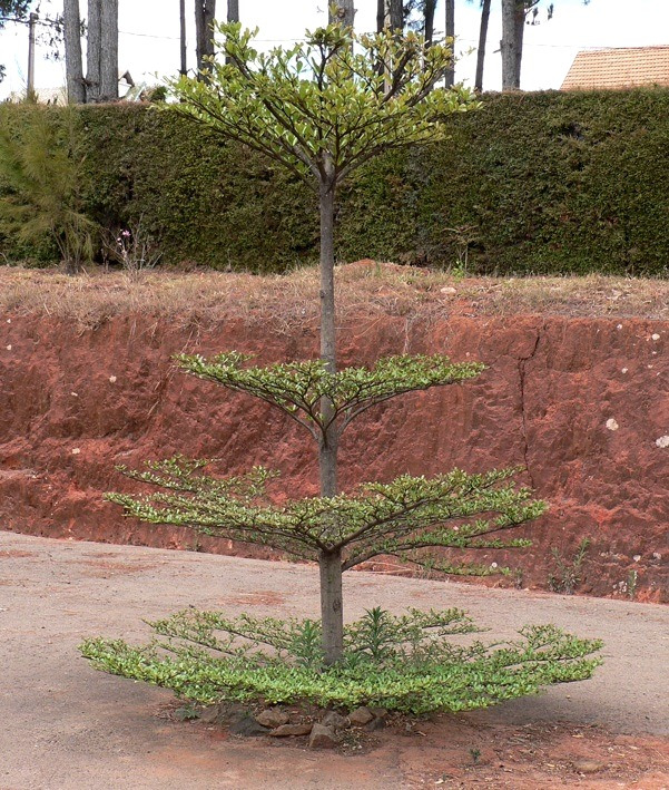 Ketapang Vafigata Cara Menanam Perawatan Dan Budidayanya Ilmukebun Com