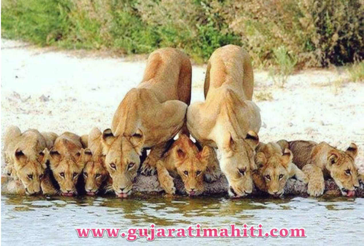 Lion-Gir-National-Park-Wildlife-Sanctuary