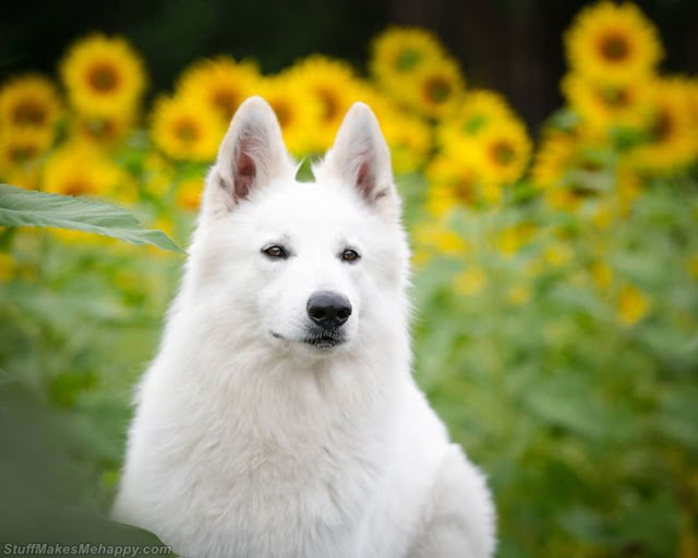 Beautiful White Swiss Shepherd Dogs Images