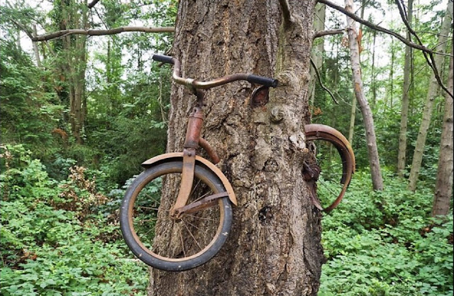 Велосипед, вросший в дерево на острове Вашон